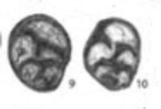 Image of Labioglobivalvulina baudi Gaillot & Vachard 2007