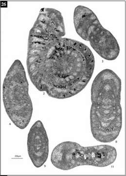 Image of Neomillerella mirabilis Gaillot & Vachard 2007