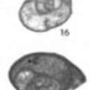 Image of Retroseptellina decrouezae (Köylüoglu & Altiner 1989)