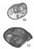 Image of Retroseptellina decrouezae (Köylüoglu & Altiner 1989)