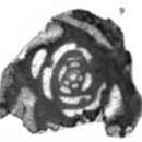 Image of Septigordius turgidus (Sosnina 1983)