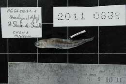 Image of Languedoc minnow