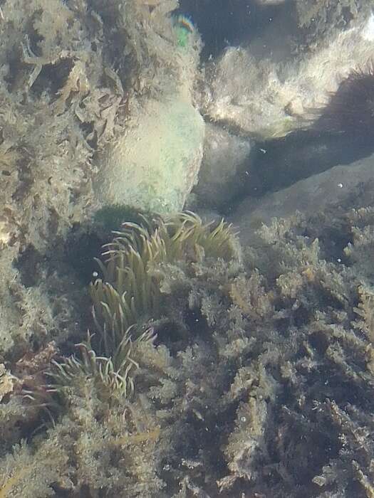 Image de anémone de mer verte