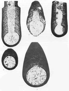 Image of Gigasbia gigas Strank 1983