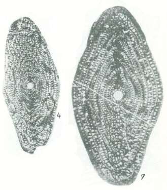 Image de Neosumatrina bratensis Chediya ex Kotlyar et al. 1989