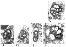 Image of Endotriada tyrrhenica Vachard, Martini, Rettori & Zaninetti 1994