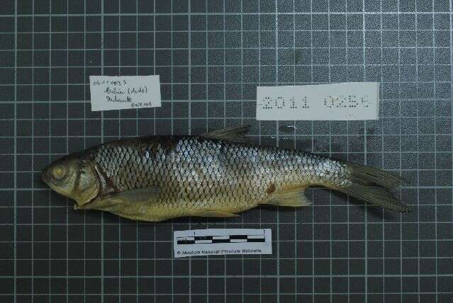 Image of Beaked dace