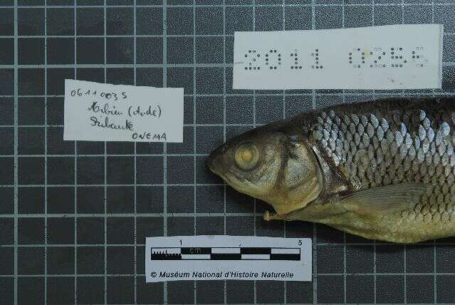 Image of Beaked dace