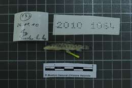 Image of Lanquedoc stone loach