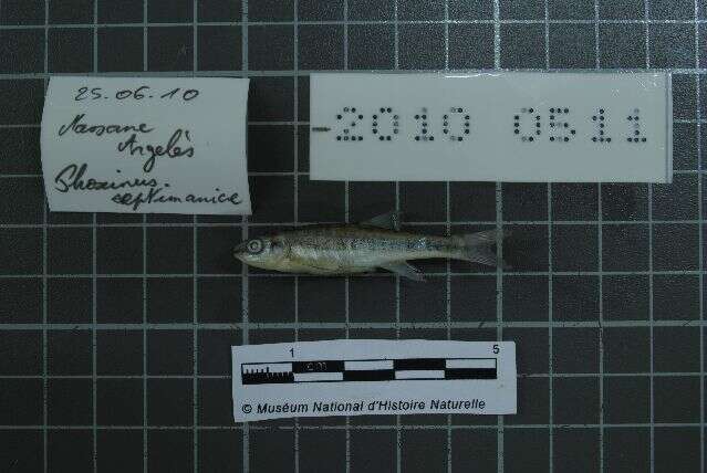 Image of Languedoc minnow