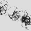 Palaeospinoendothyra spinosa Wu ex Wu & Liao 2001的圖片