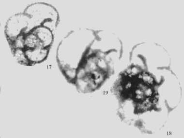 Imagem de Palaeospinoendothyra spinosa Wu ex Wu & Liao 2001