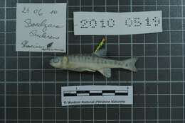 Image of Languedoc minnow