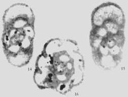 Imagem de Pseudoinflatoendothyra ovalis Wu ex Wu & Liao 2001