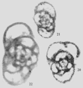 Imagem de Pseudodainella yanfangensis Wu ex Wu & Liao 2001