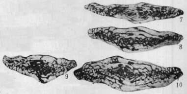 Image of Siliculites euchomaticus Fang 1988