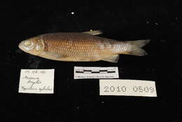 Image of European chub