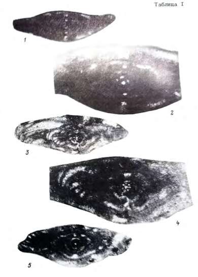 Image de Neofusiella asymmetrica Ektova 1989