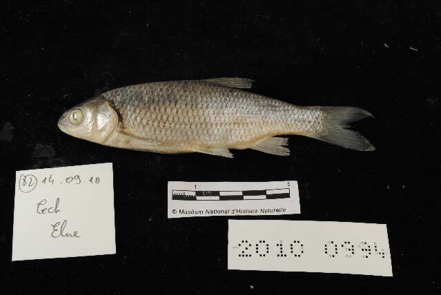 Image of Catalan chub