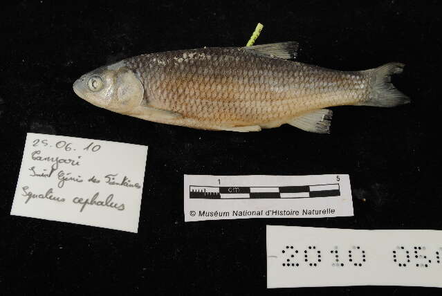 Image of Catalan chub