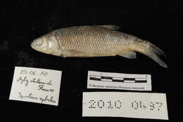 Image of European chub