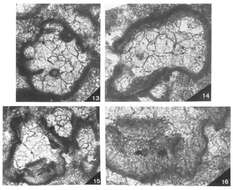 Image of Ademassa inuncta Vachard ex Vachard, Massa & Strank 1993