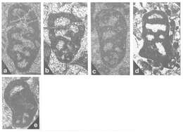 Image of Malayspirina fontainei Vachard ex Fontaine, Khoo & Vachard 1988