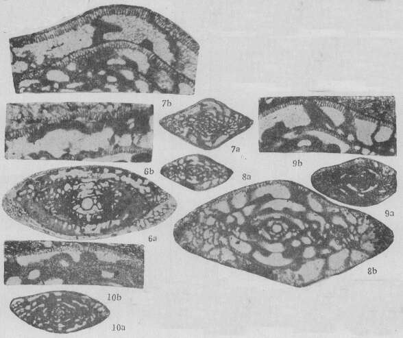 Image of Linxinella minima Zhuang 1989