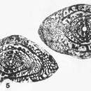 صورة Reticulosepta pholeophobia Magginetti, Stevens & Stone 1988