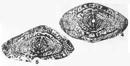 Image of Reticulosepta pholeophobia Magginetti, Stevens & Stone 1988