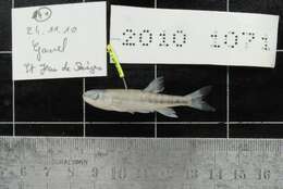 Image of Languedoc minnow