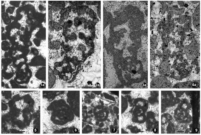 Image of Rectopravina multifida Vachard, Haig & Mory 2014