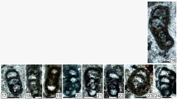 Image of Rectoendoteba tieni Vachard ex Krainer, Vachard & Schaffhauser 2019