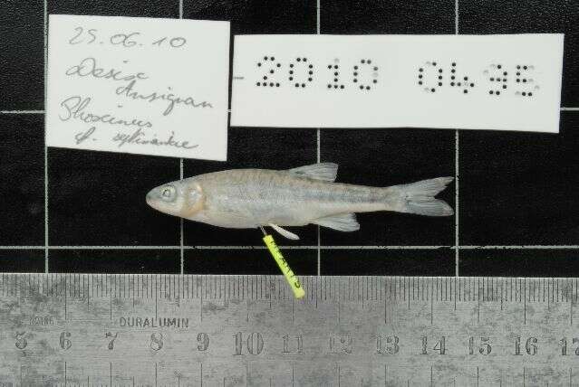 Image of Languedoc minnow