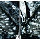 Image de Abadehellopsis pauciseptata Vachard ex Krainer, Vachard & Schaffhauser 2019