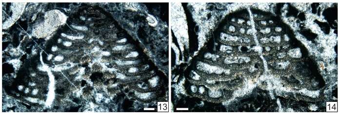 Image of Abadehellopsis pauciseptata Vachard ex Krainer, Vachard & Schaffhauser 2019