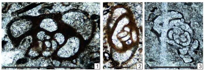 Image of Henbestites lucasi Vachard ex Krainer, Vachard & Schaffhauser 2019