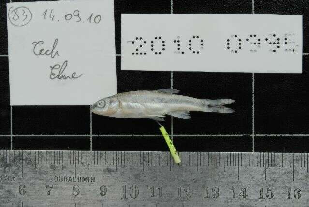 Image of Languedoc minnow