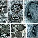 Image of Paraellesmerella ocellata Vachard ex Krainer, Vachard & Schaffhauser 2019