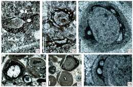 Image of Paraellesmerella ocellata Vachard ex Krainer, Vachard & Schaffhauser 2019