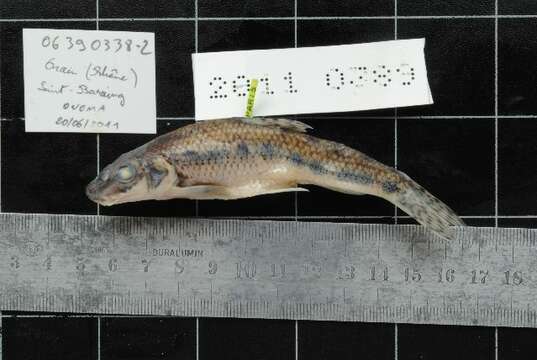 Image of Gudgeon