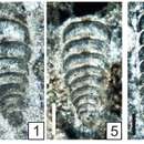 Image of Praerectoglandulina miklukhomaklayorum Vachard ex Krainer, Vachard & Schaffhauser 2019