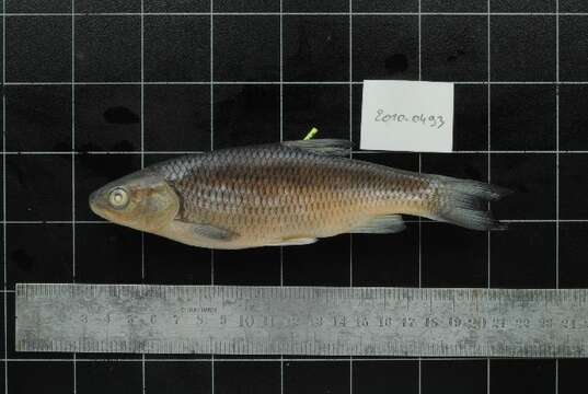 Image of European chub