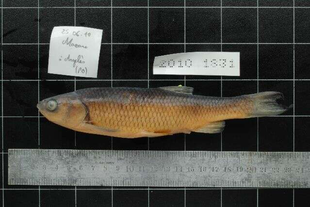 Image of Catalan chub