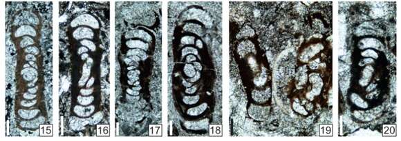 Image of Uralogordiopsis grozdilovae Vachard ex Krainer, Vachard & Schaffhauser 2019