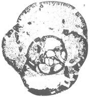 Image of Parabradyina pararotula Mamet & Pinard 1992