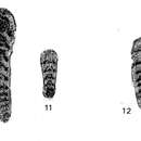 Image of Polarisella blindensis Mamet & Pinard 1992