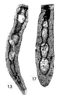 Image of Amphoratheca iniqua Mamet & Pinard 1992