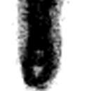 Image of Asselodiscus primitivus Mamet & Pinard 1992