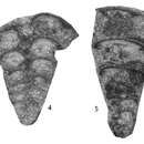 Image of Bidagmarita sinica Gaillot & Vachard ex Gaillot et al. 2009